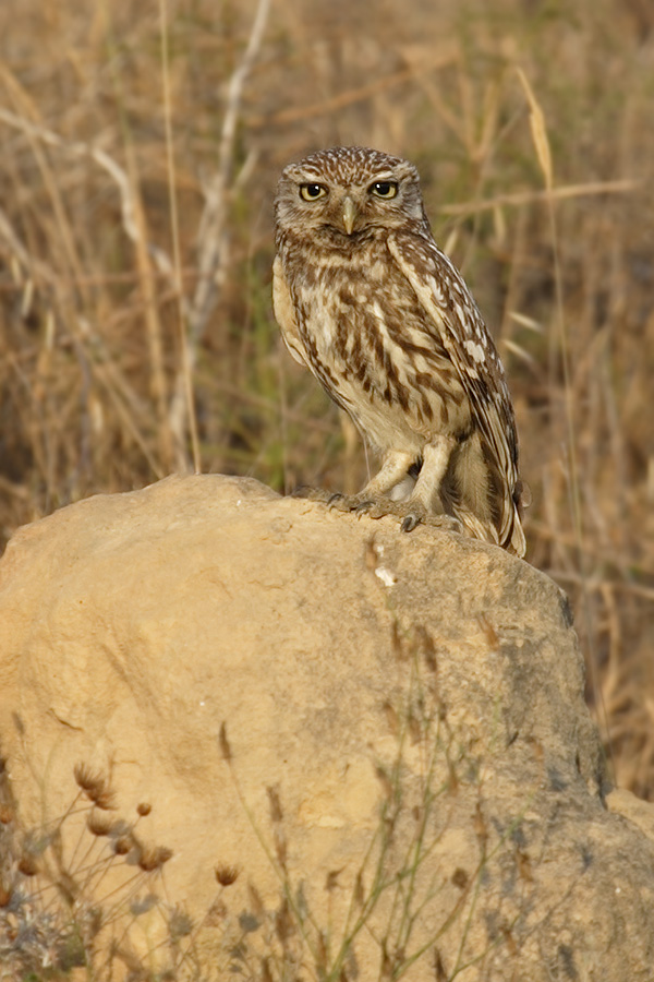 Little owl, Cuidad de Quesada, Spain, June 2007