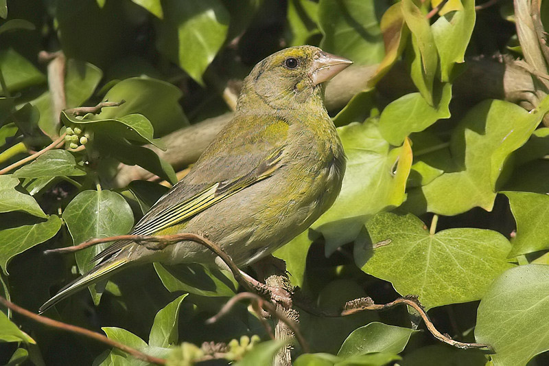 Greenfinch, Prverenges, Switzerland, July 2007