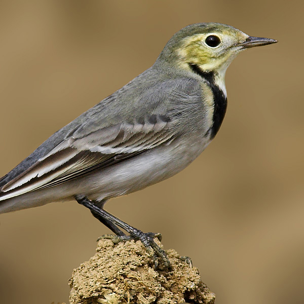 White wagtail, Saint-Prex, Switzerland, November 2006