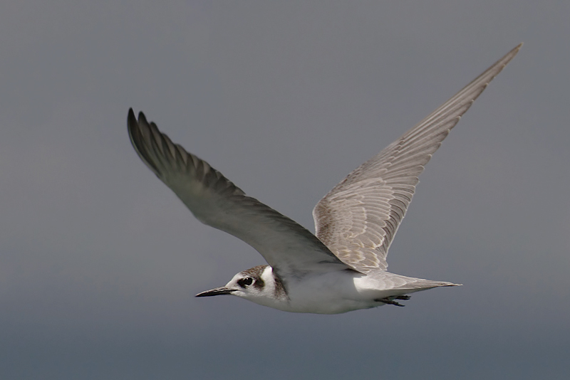 Black tern, Les Grangettes, Switzerland, August 2007