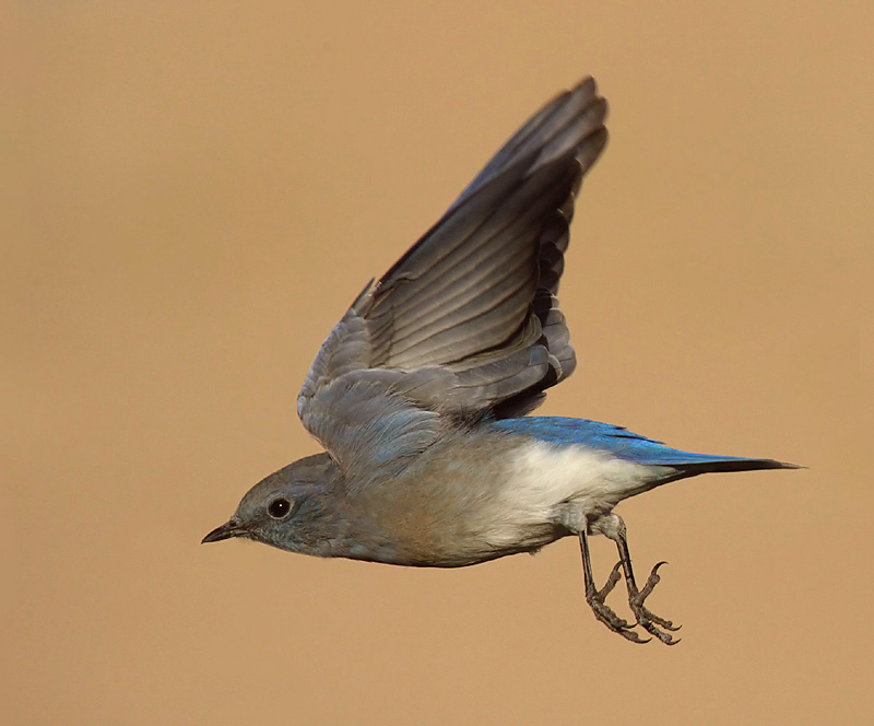 Mountain bluebird, Interior (SD), USA, September 2007