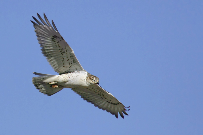 Ferruginous hawk, Prairie Dog Town (BLNP, SD), USA, September 2007