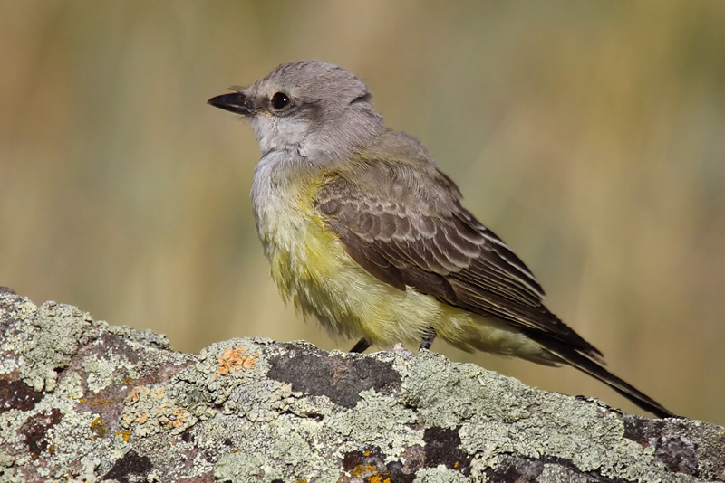 Western kingbird, Yellowstone Lake (YNP, WY), USA, September 2007