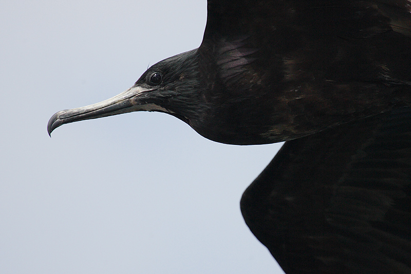 Great frigate bird, Isla Floreana (Galapagos), Ecuador, March 2006