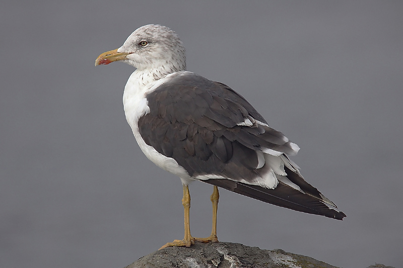 Lesser black-backed gull (larus fuscus), Vidy, Switzerland, October 2007