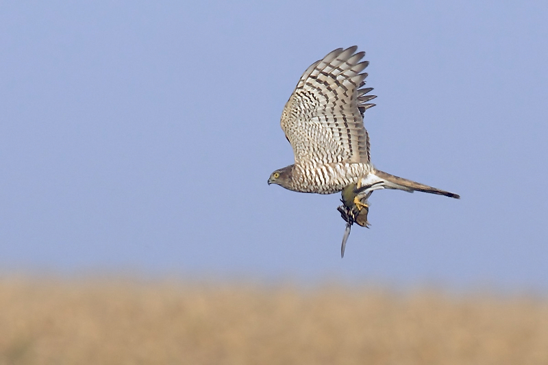 Sparrowhawk, Echandens, Switzerland, October 2007