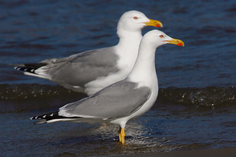 Yellow-legged gull (larus michahellis), Yverdon, Switzerland, February 2008