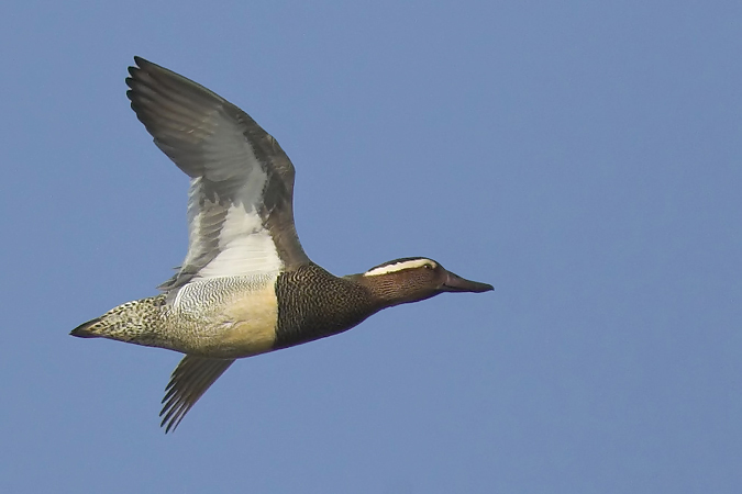 Garganey (anas querquedula), Lavigny, Switzerland, March 2007