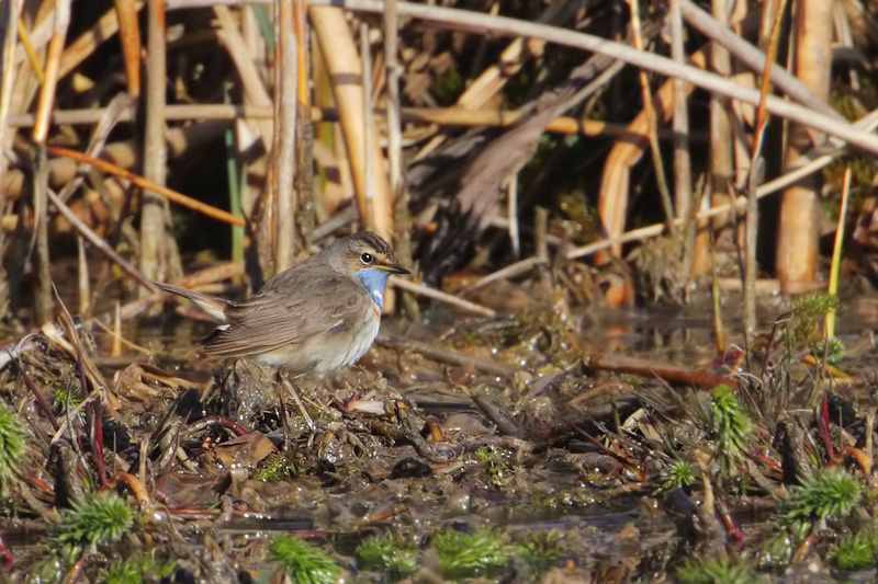 White-spotted bluethroat, Champ-Pittet, Switzerland, March 2008
