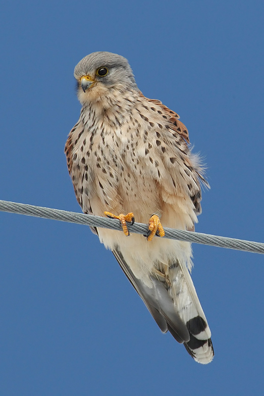 Common kestrel, Saint-Saphorin-sur-Morges, Switzerland, March 2008