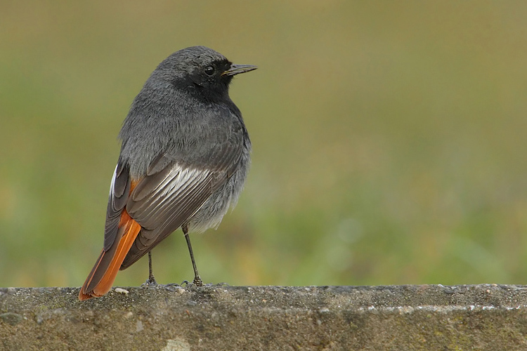 Black redstart (phoenicurus ochruros), Saint-Sulpice, Switzerland, April 2008