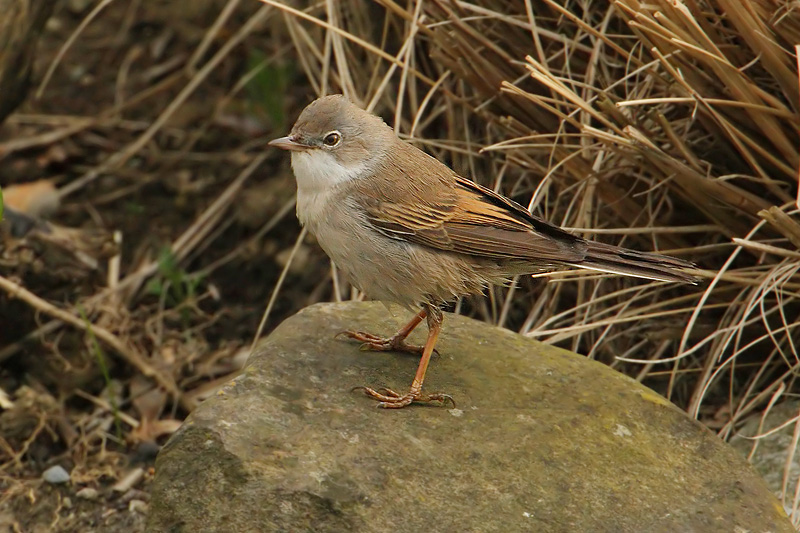 Common whitethroat, Echandens, Switzerland, April 2008