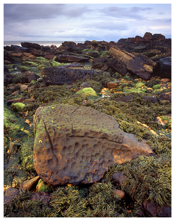 Rock and Seaweed