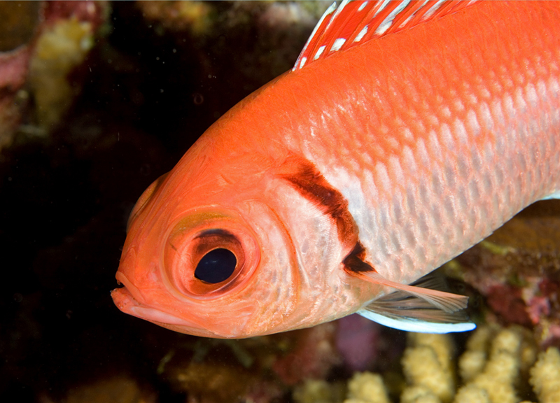 Blackbar Soldierfish