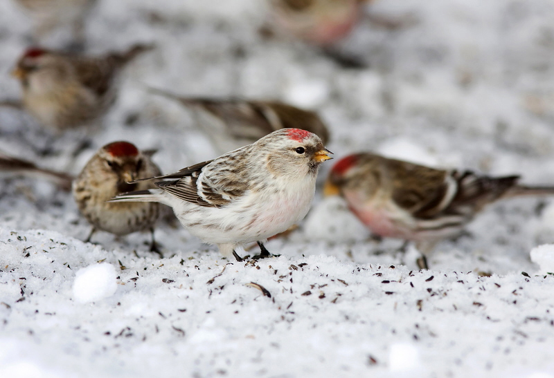 HOARY REDPOLL (male - individual no. 1)