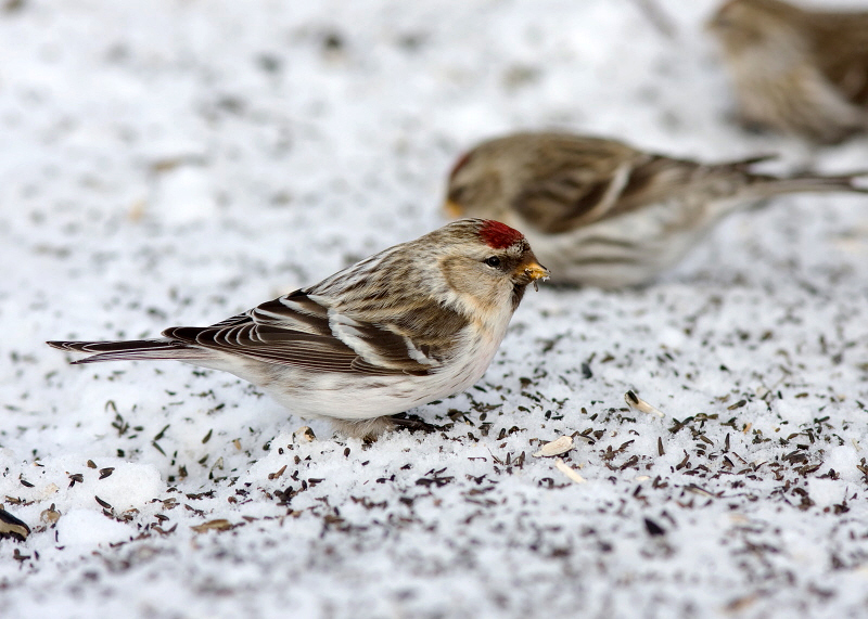 HOARY REDPOLL (male - individual no. 2)