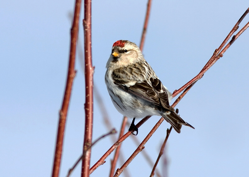 HOARY REDPOLL (female type - individual no. 7)