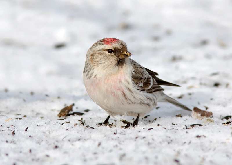 HOARY REDPOLL (male - individual no. 1)