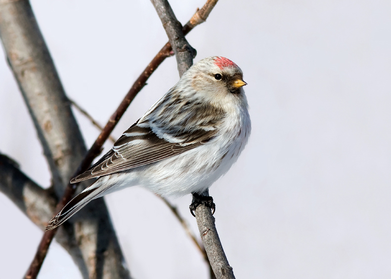 HOARY REDPOLL (male - individual no. 1)