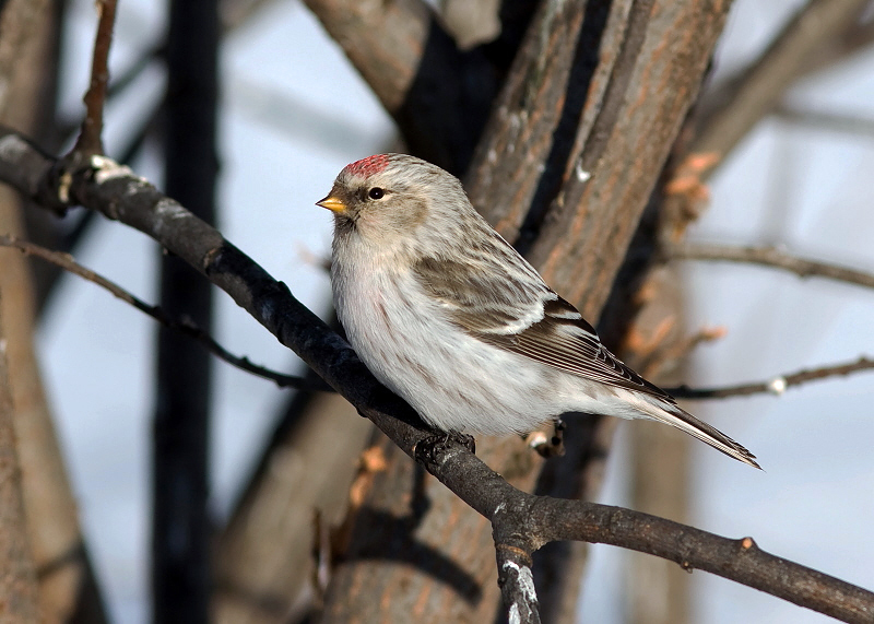 HOARY REDPOLL (male - individual no. 1)