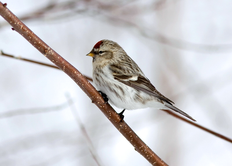 HOARY REDPOLL (female type - individual no. 7)