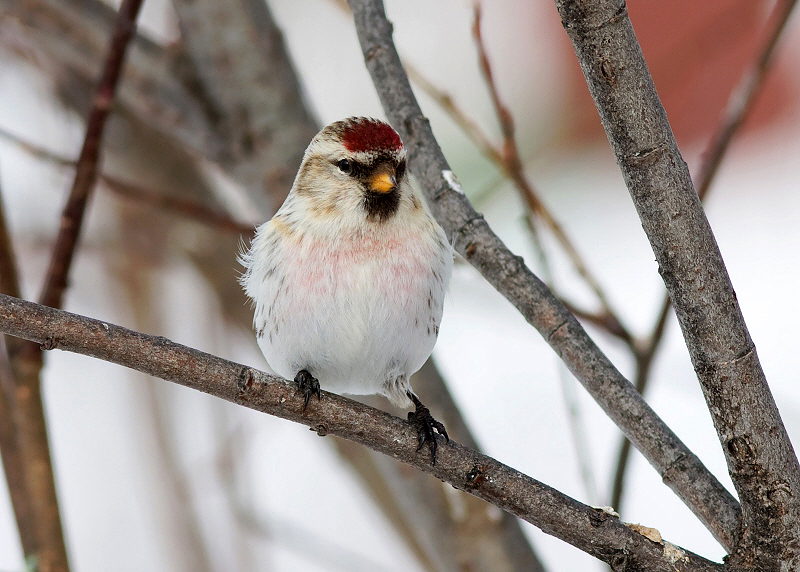 HOARY REDPOLL (male - individual no. 2)