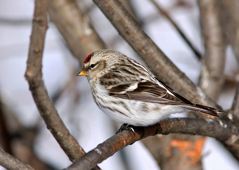 HOARY REDPOLL (female type - individual no. 7)