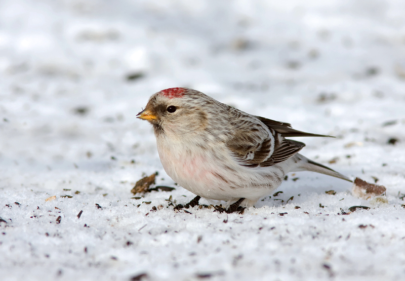 HOARY REDPOLL (male - individual no. 1)