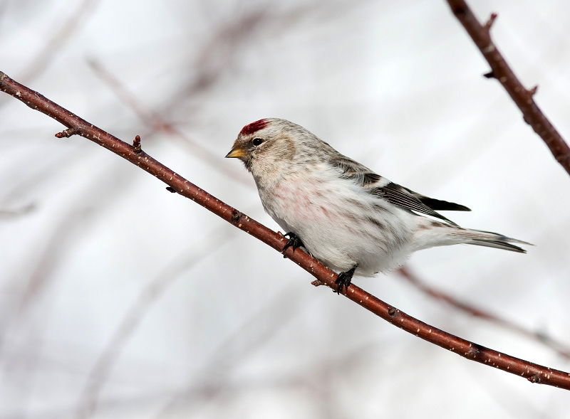HOARY REDPOLL (male - individual no. 3)