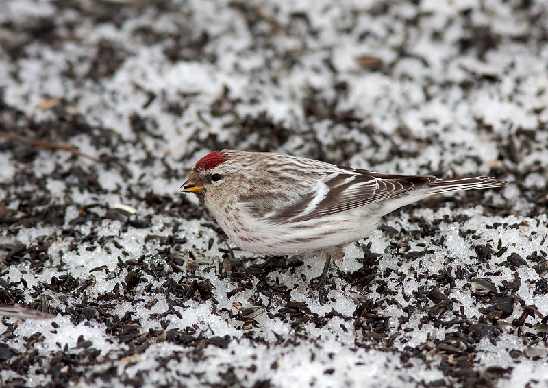 HOARY REDPOLL (male - individual no. 5)