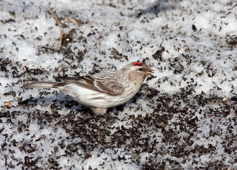 HOARY REDPOLL (female type - individual no. 8)