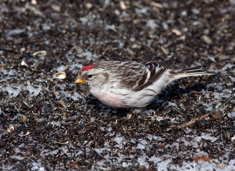 HOARY REDPOLL (male - individual no. 4)