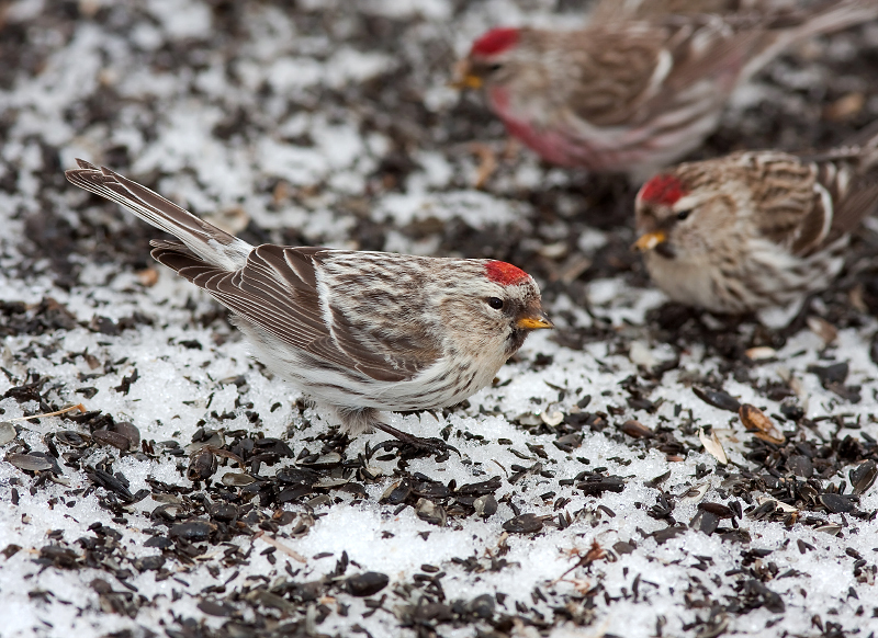 HOARY REDPOLL (female type - individual no. 8)