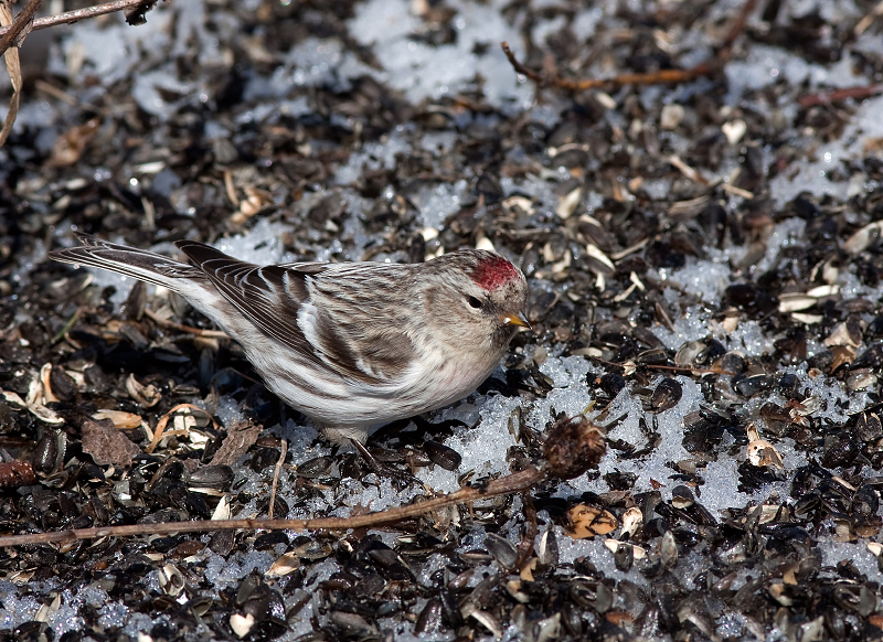 HOARY REDPOLL (male - individual no. 6)