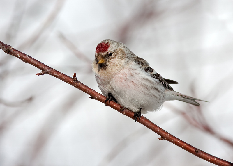 HOARY REDPOLL (male - individual no. 3)