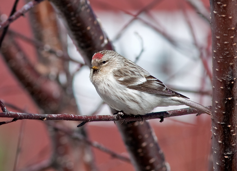 HOARY REDPOLL (male - individual no. 6)
