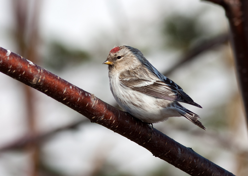 HOARY REDPOLL (male - individual no. 6)