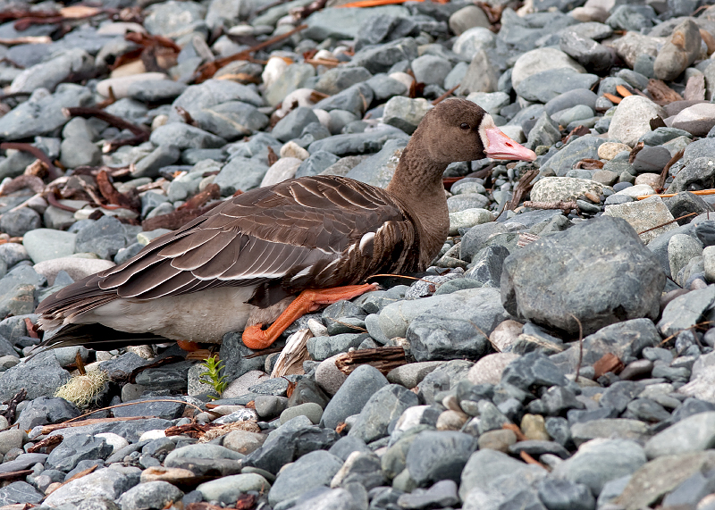 Greater White-fronted Goose