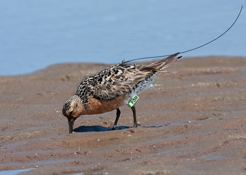 Red Knot (P3M)