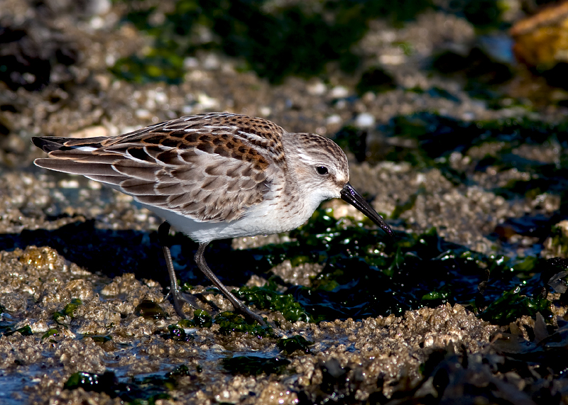 Western Sandpiper