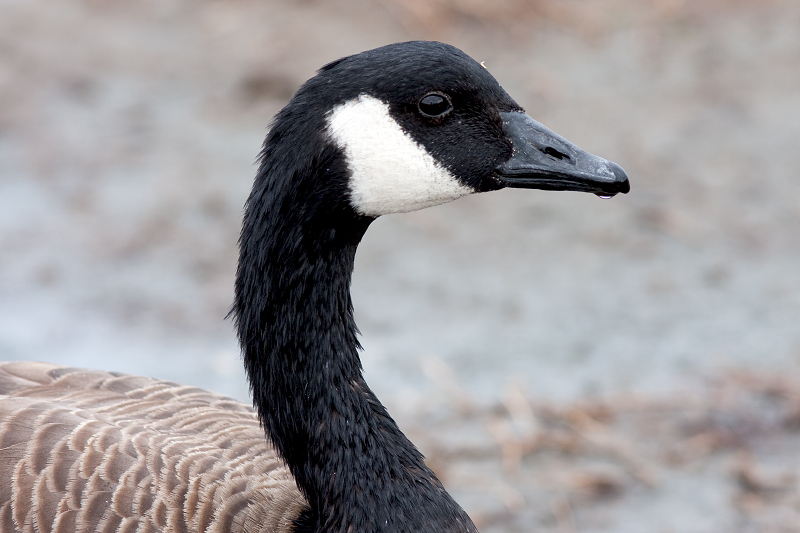 Canada Goose