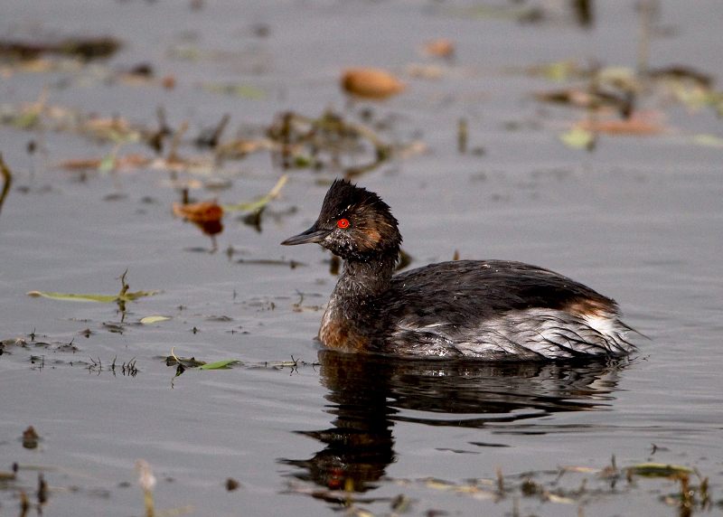 Eared Grebe