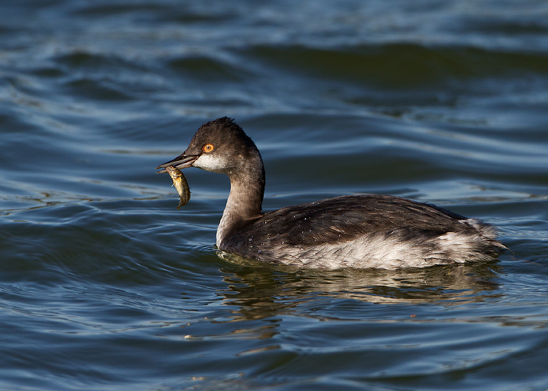 Eared Grebe