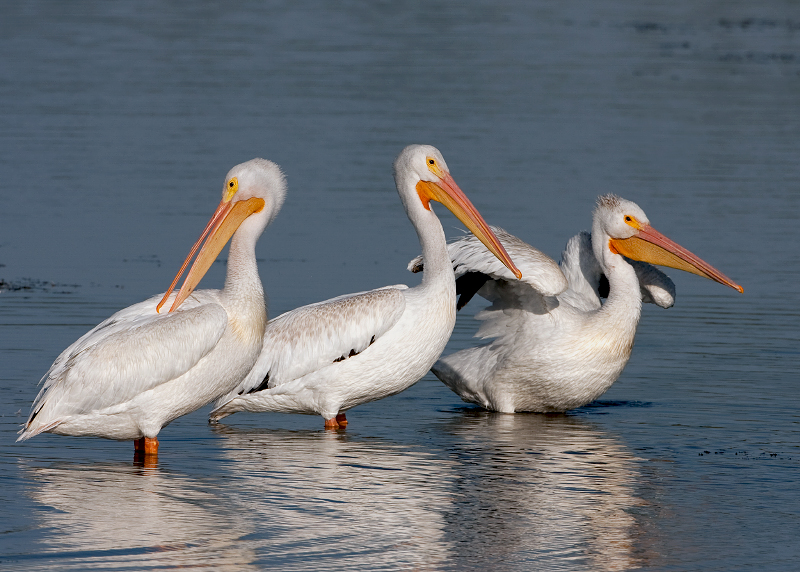 American White Pelican