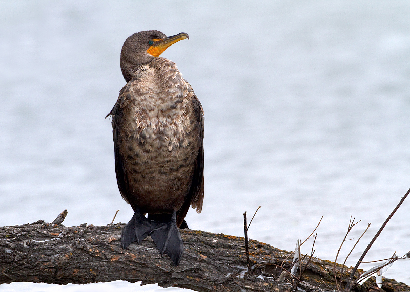 Double-crested Cormorant