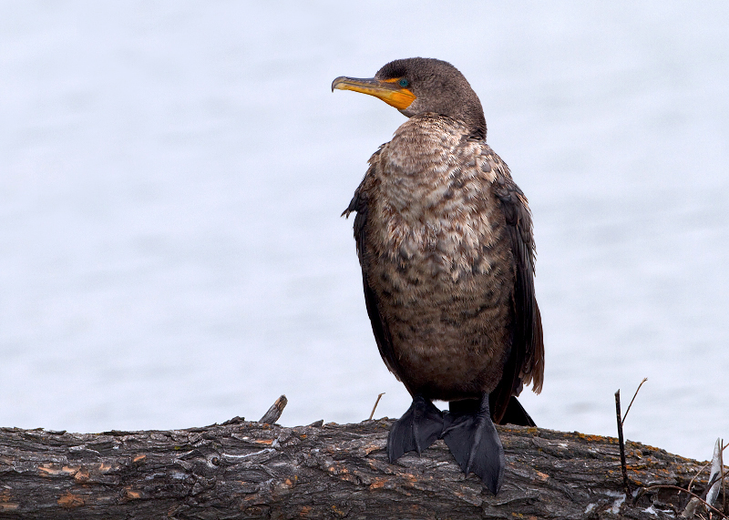 Double-crested Cormorant