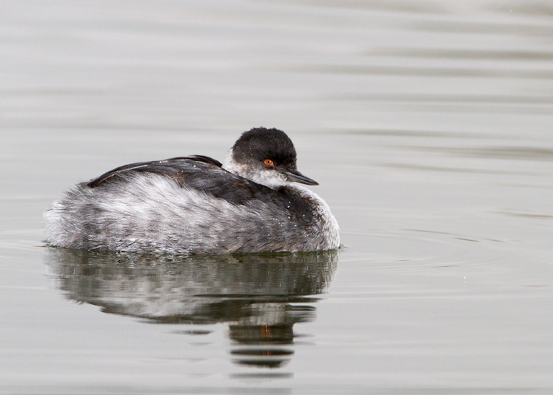 Eared Grebe
