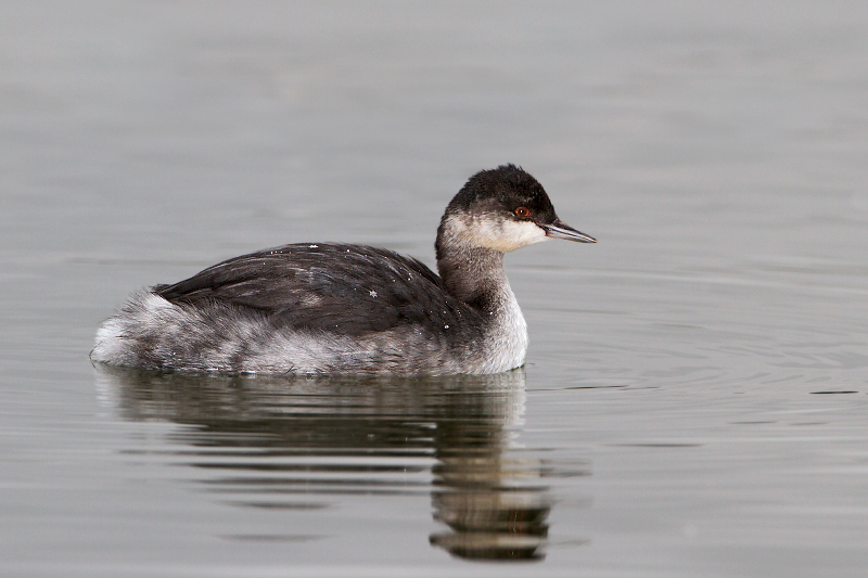 Eared Grebe