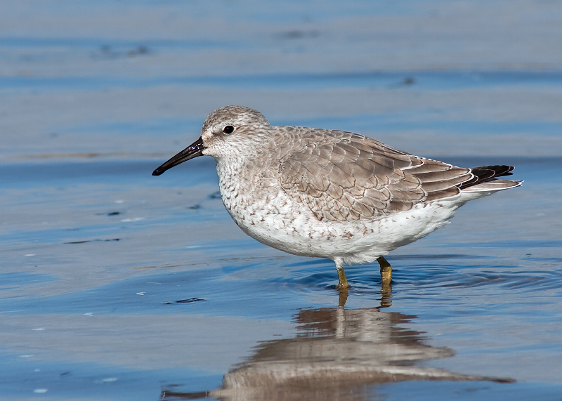 Red Knot