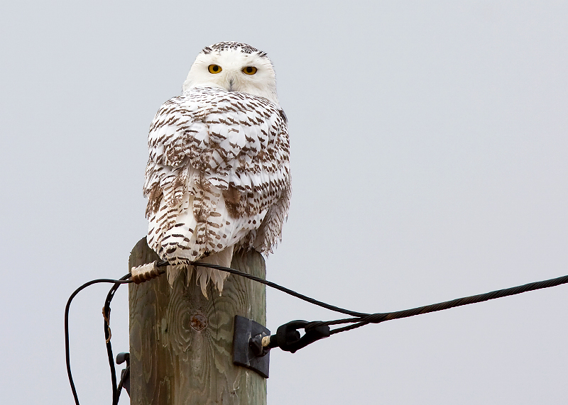 Snowy Owl